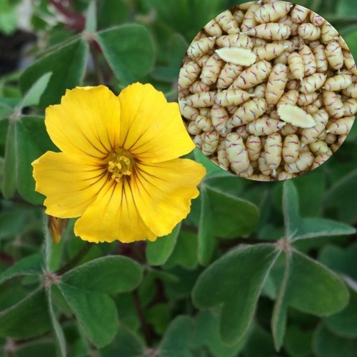 Oxalis tuberosa 'Giggles' - Mugul-jänesekapsas 'Giggles' P11/0,75L